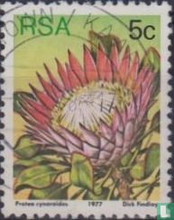 Protea