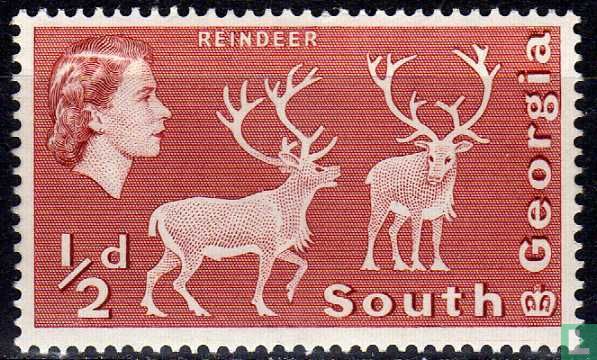 Reindeer