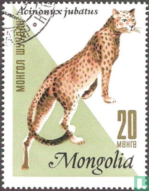 Cheetah