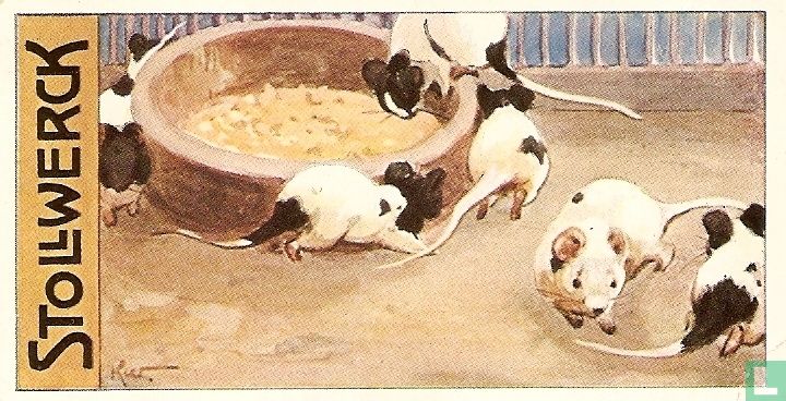 Tanzmäuse.
