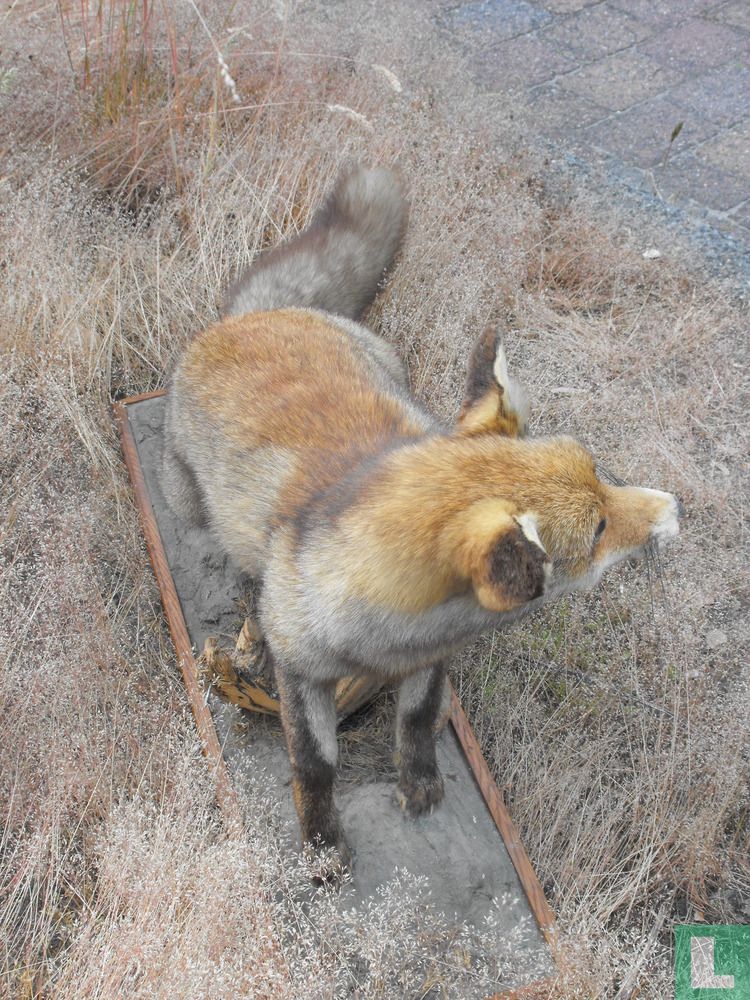 Vulpes vulpes 