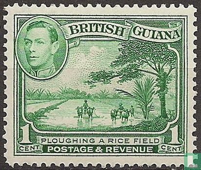 Plowing a rice field