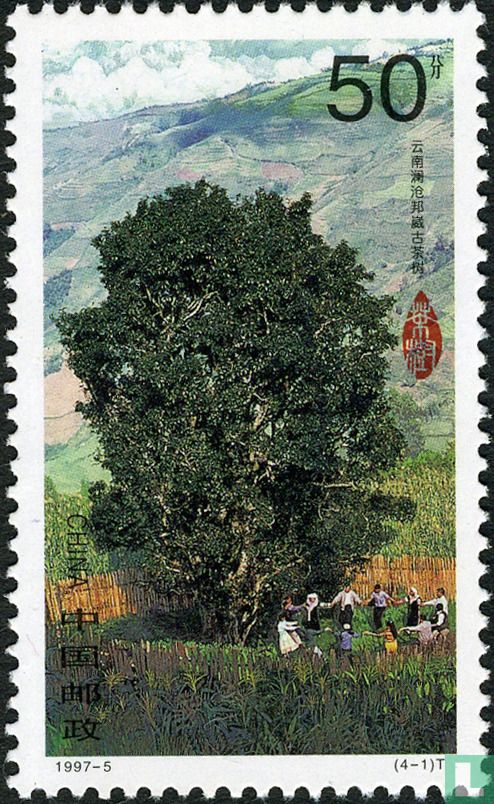 Culture de thé
