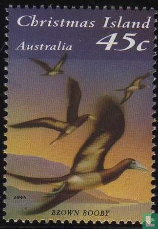 Sea Birds