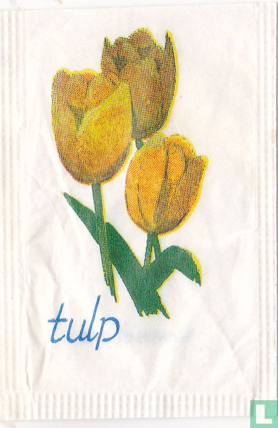 Tulp