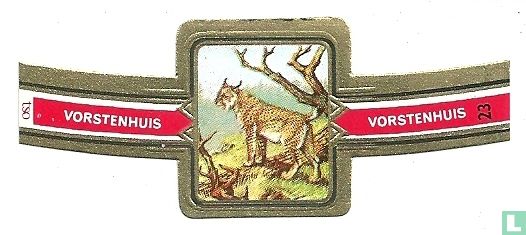 Luchs