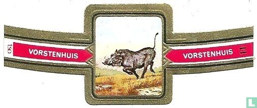 Wart Hog