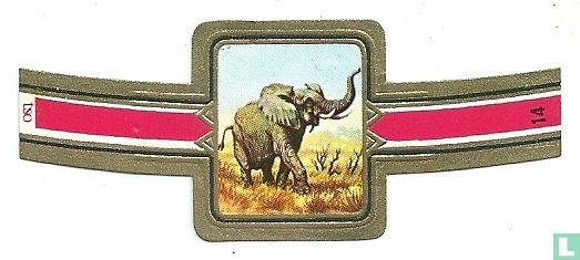 Afrikanischer Elefant