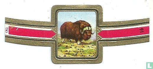 Moschusochsen