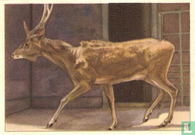 Javaans Hert (schrikkend)