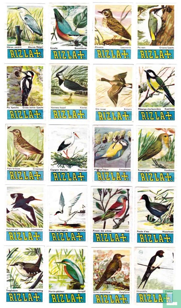 Blauwe Reiger