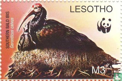 WWF - Kaapse Ibis