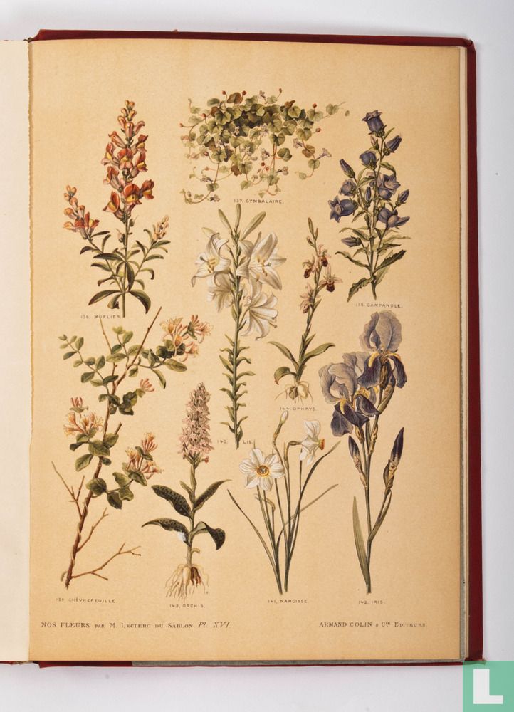 Nos Fleurs