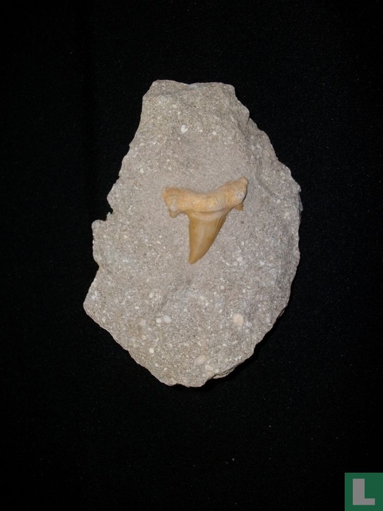 Otodus obliquus