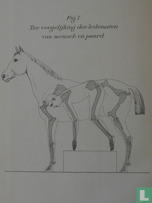 Paardenkennis