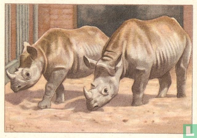 Afrikaanse Puntlip-Neushoorns