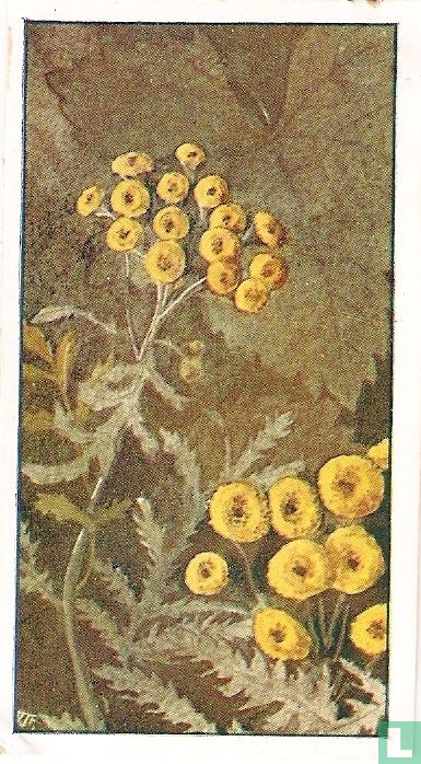 Boeren Wormkruid