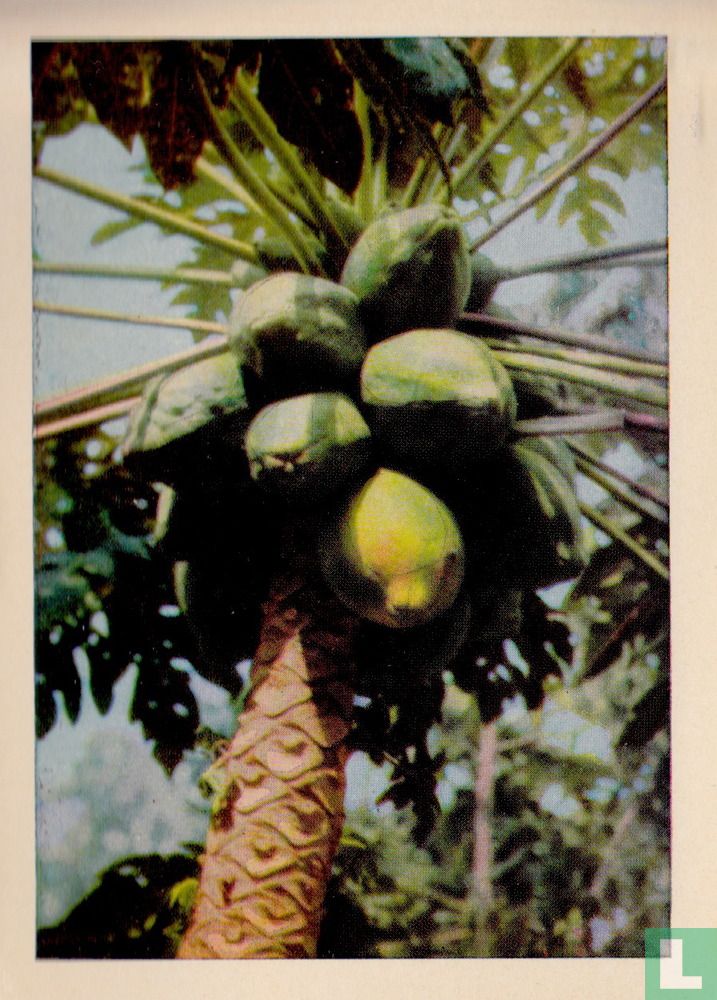 Papajeboom