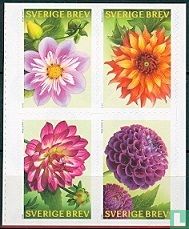 Dahlien