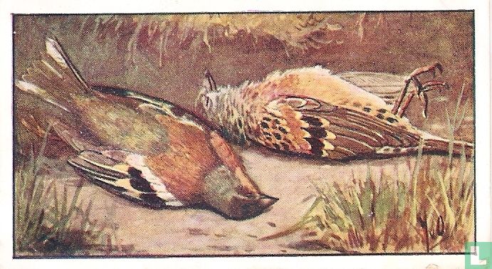 Vink en Keep
