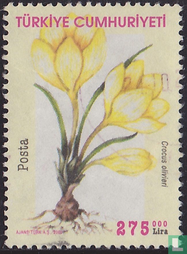 Crocus