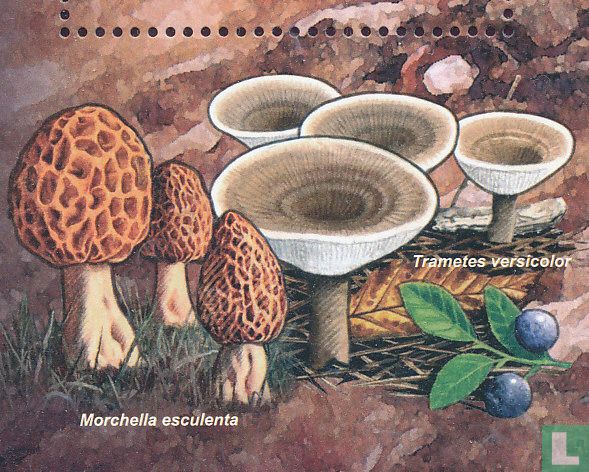 Champignons