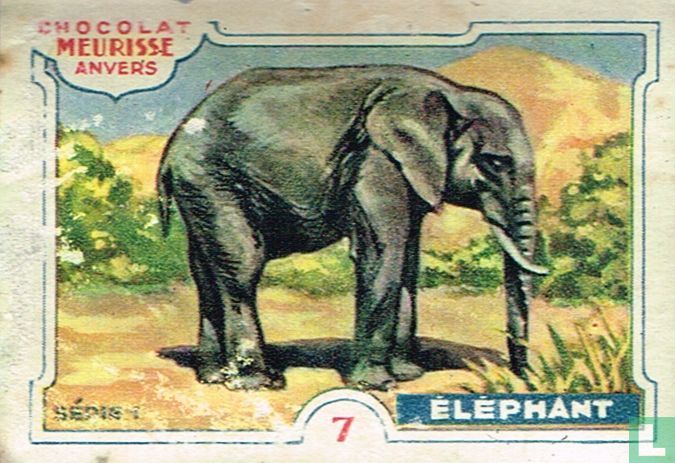 Eléphant
