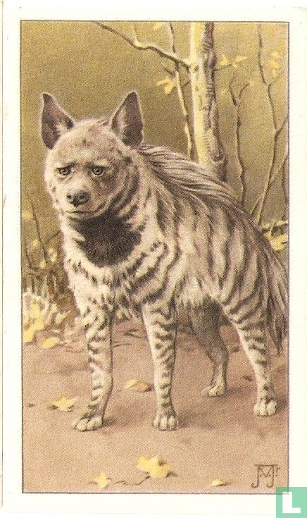 Gestreepte Hyena