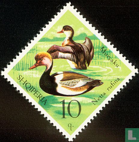 Oiseaux d'eau