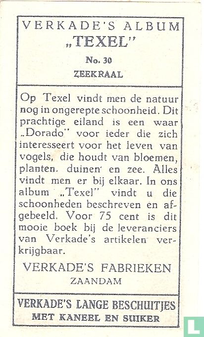 Zeekraal