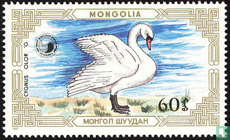 Cygne muet