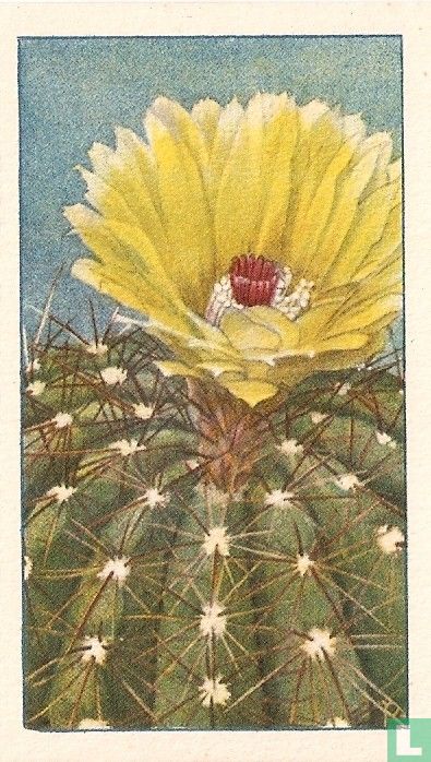 Dwerg-Bescactus