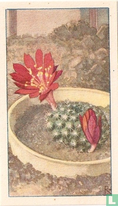 Dwergcactus