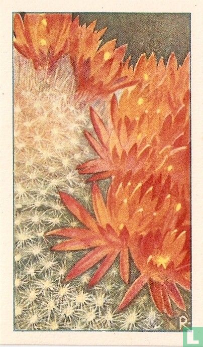 Roodgele-Bescactus