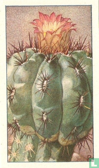 Oroyacactus