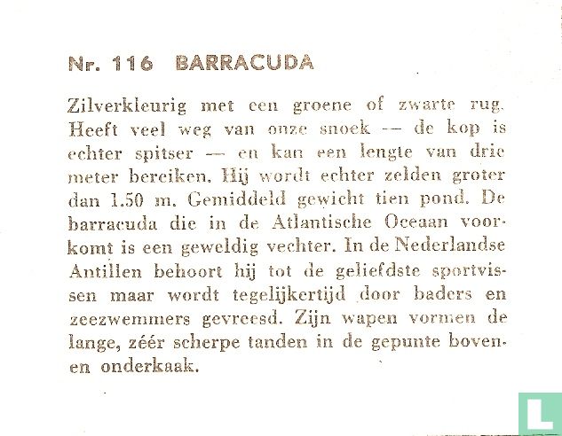 Barracuda