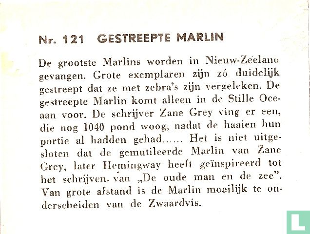 Gestreepte Marlin.