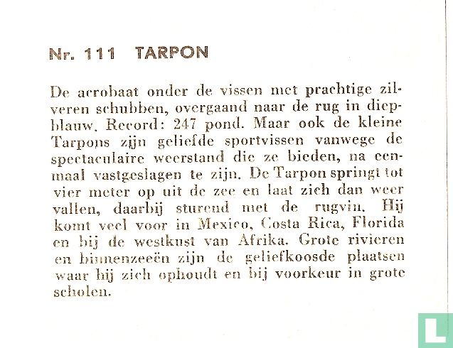 Tarpon.