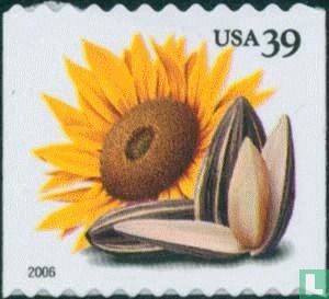 Tournesol