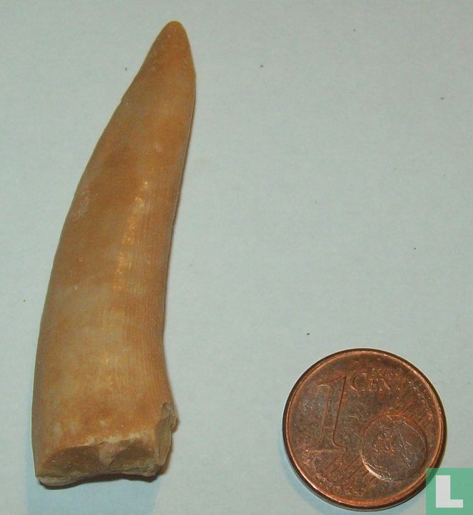 Enchodus