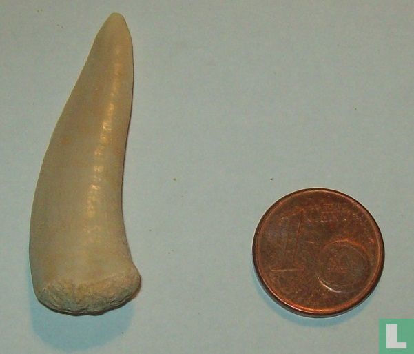 Enchodus