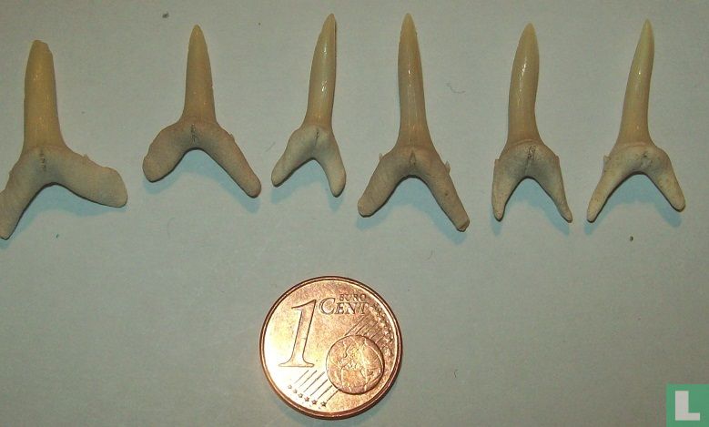 Carcharias atlasi