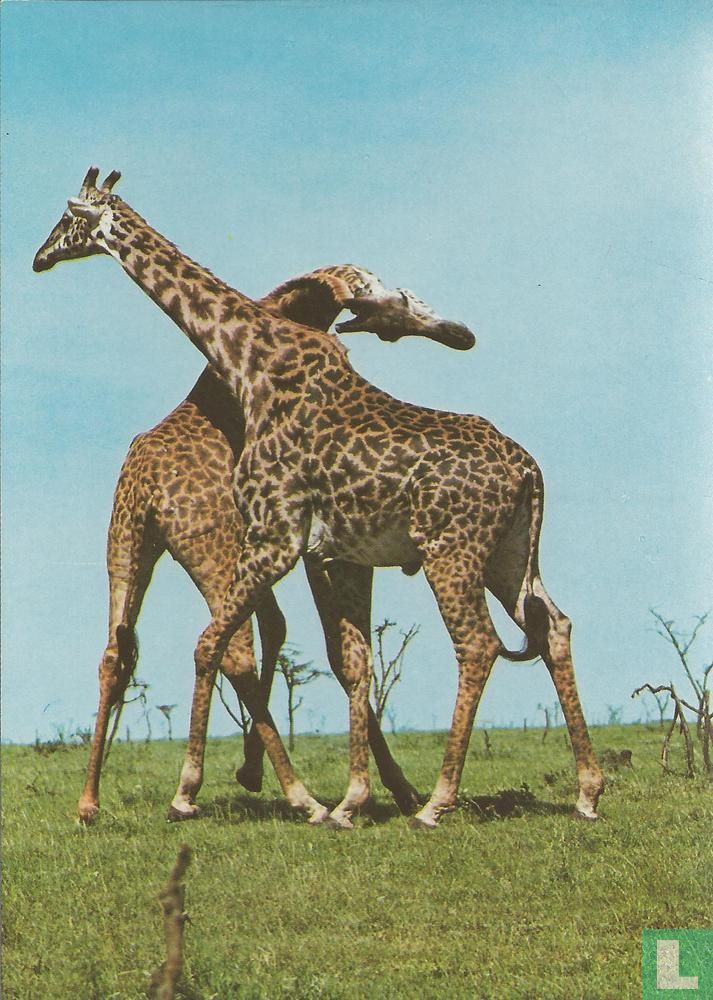 TN312 - Giraffen