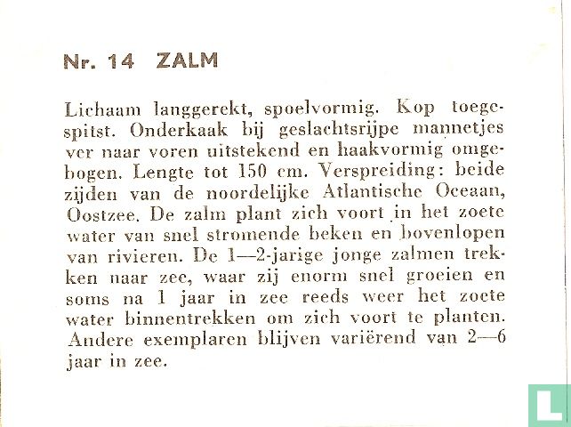 Zalm.