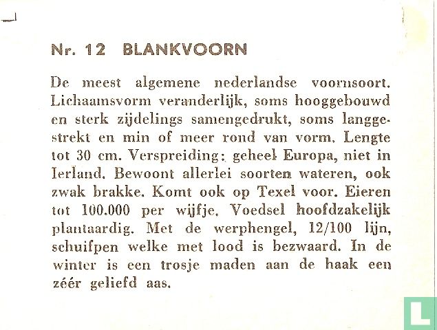 Blankvoorn.