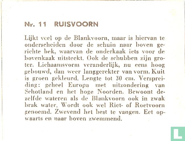Ruisvoorn.