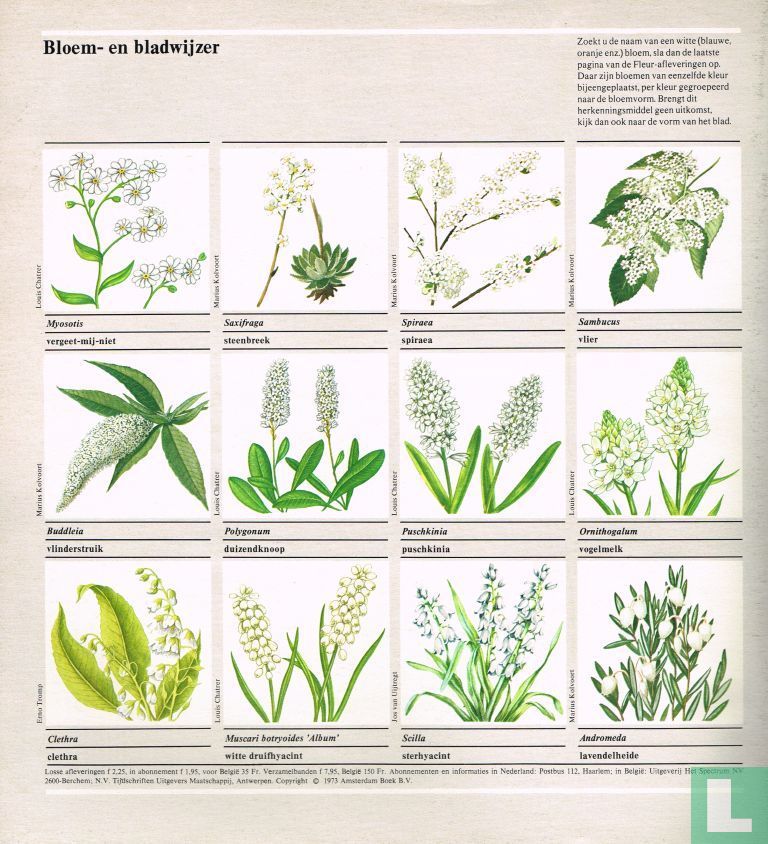 Fleur 11