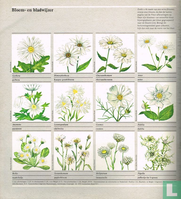 Fleur 5