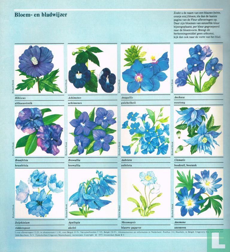 Fleur 17