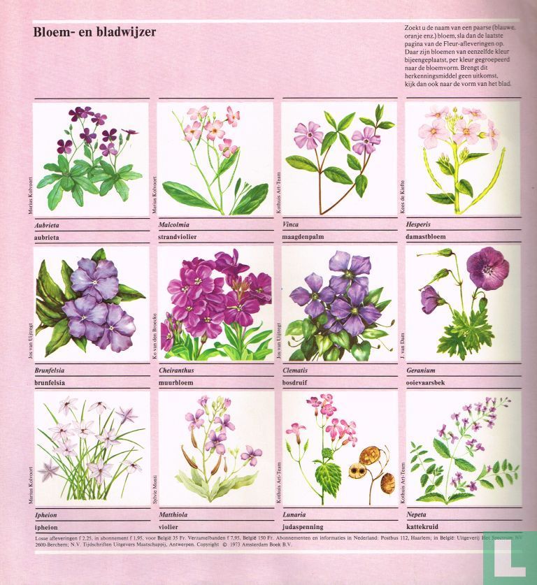Fleur 42